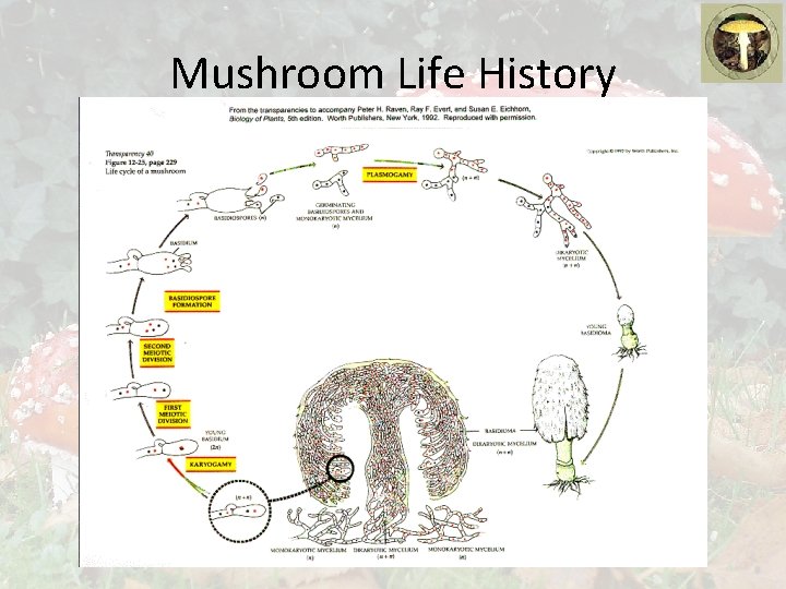 Mushroom Life History 