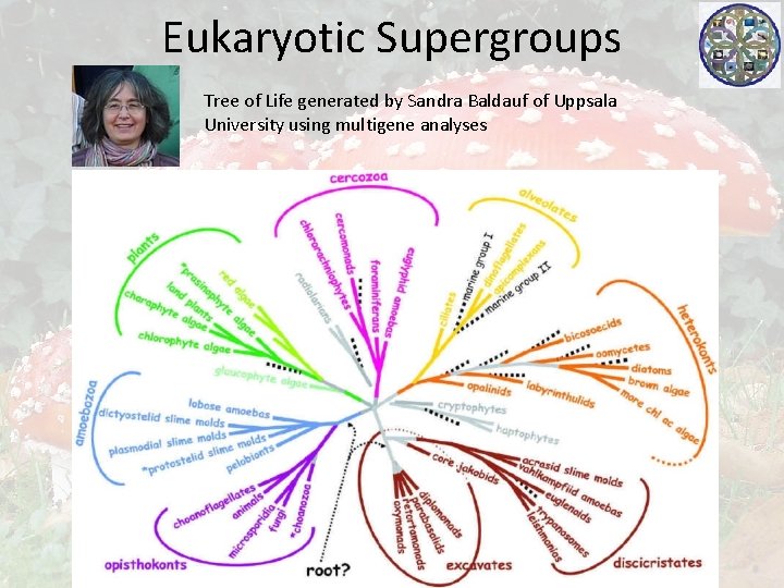 Eukaryotic Supergroups Tree of Life generated by Sandra Baldauf of Uppsala University using multigene