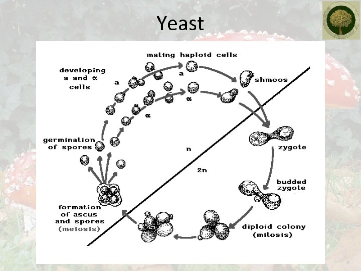 Yeast 