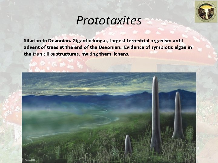 Prototaxites Silurian to Devonian. Gigantic fungus, largest terrestrial organism until advent of trees at