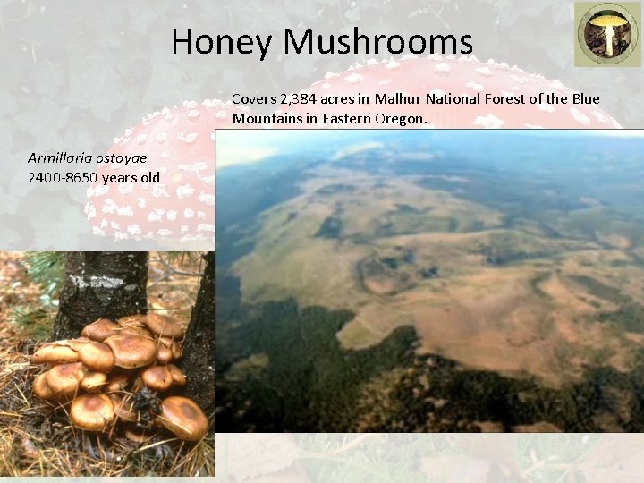 Honey Mushrooms Covers 2, 384 acres in Malhur National Forest of the Blue Mountains