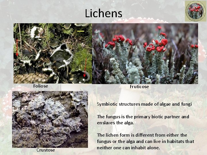 Lichens Foliose Fruticose Symbiotic structures made of algae and fungi The fungus is the