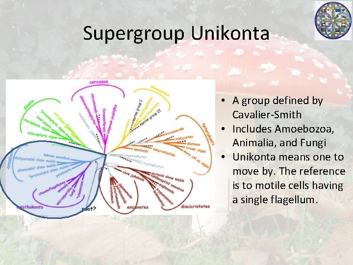 Supergroup Unikonta • A group defined by Cavalier-Smith • Includes Amoebozoa, Animalia, and Fungi