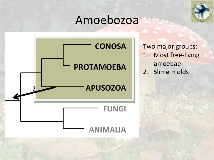 Amoebozoa Two major groups: 1. Most free-living amoebae 2. Slime molds ? 