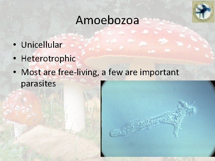 Amoebozoa • Unicellular • Heterotrophic • Most are free-living, a few are important parasites