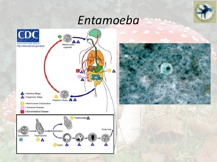 Entamoeba 