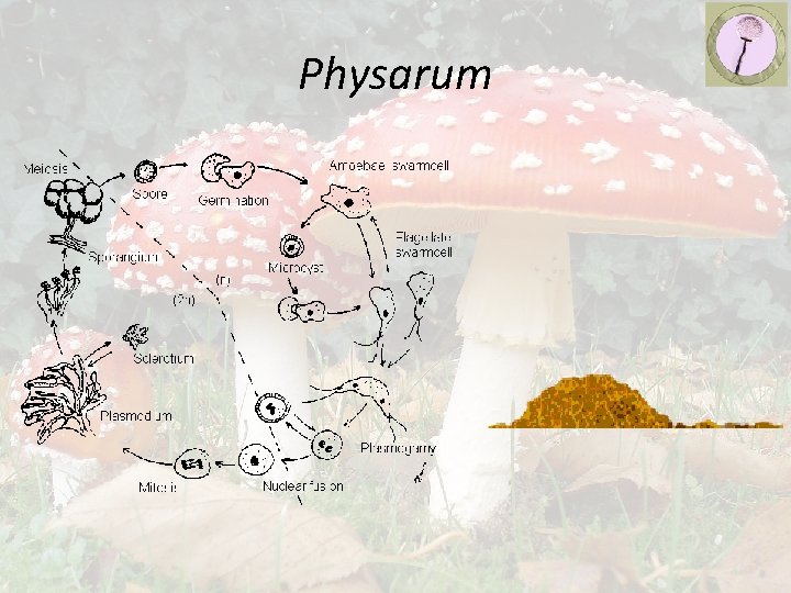Physarum 