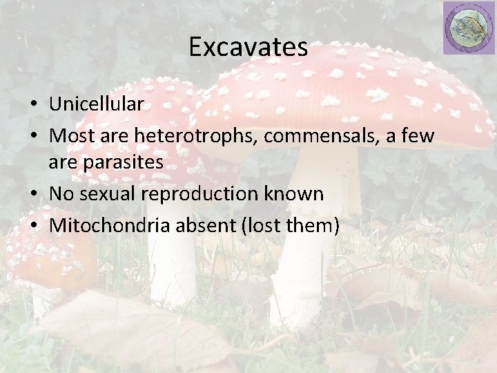 Excavates • Unicellular • Most are heterotrophs, commensals, a few are parasites • No