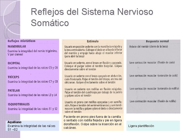 Reflejos del Sistema Nervioso Somático Aquiliano Examina la integridad de las raíces S 1