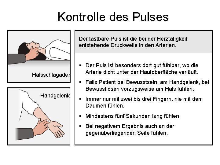Kontrolle des Pulses Der tastbare Puls ist die bei der Herztätigkeit entstehende Druckwelle in Kontrolle des Pulses Der tastbare Puls ist die bei der Herztätigkeit entstehende Druckwelle in