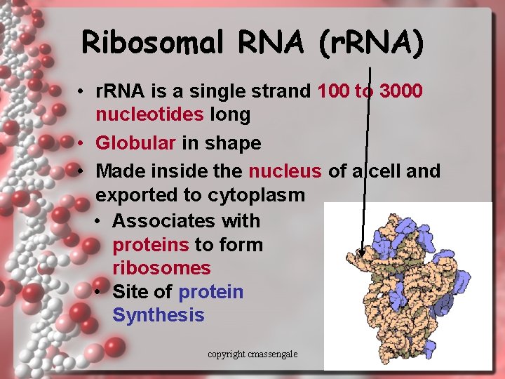 Ribosomal RNA (r. RNA) • r. RNA is a single strand 100 to 3000