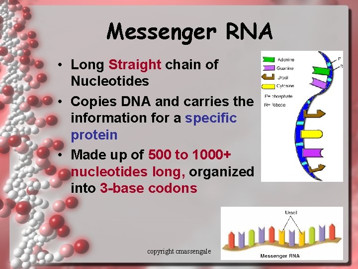 Messenger RNA • Long Straight chain of Nucleotides • Copies DNA and carries the
