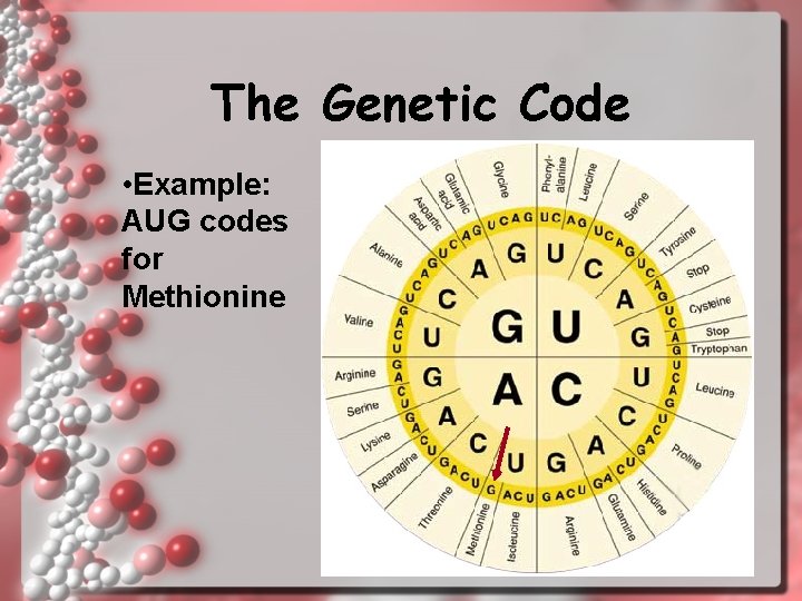 The Genetic Code • Example: AUG codes for Methionine 16 