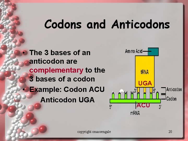 Codons and Anticodons • The 3 bases of an anticodon are complementary to the