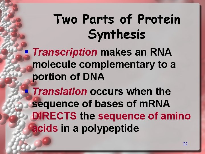 Two Parts of Protein Synthesis § Transcription makes an RNA molecule complementary to a