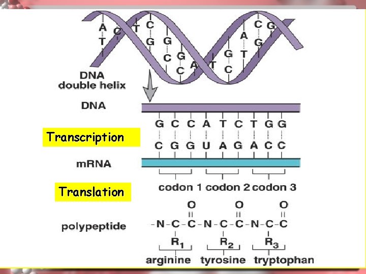 Transcription Translation 23 