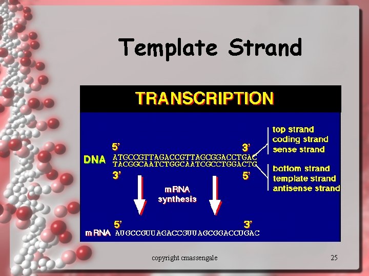 Template Strand copyright cmassengale 25 