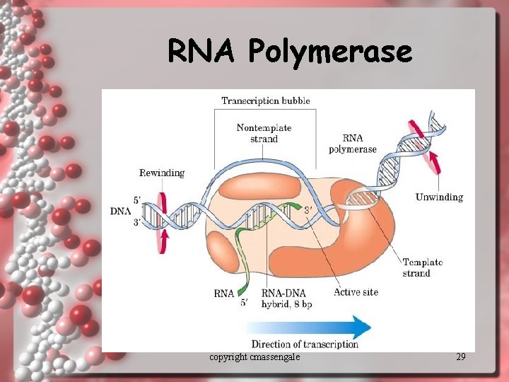 RNA Polymerase copyright cmassengale 29 