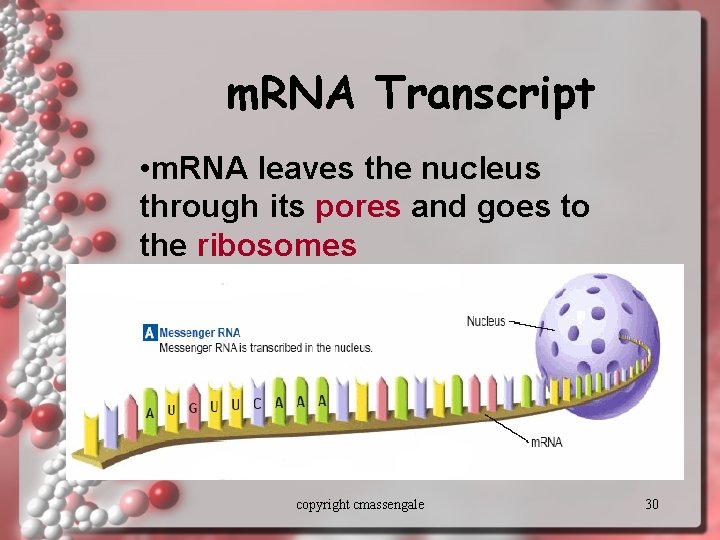 m. RNA Transcript • m. RNA leaves the nucleus through its pores and goes