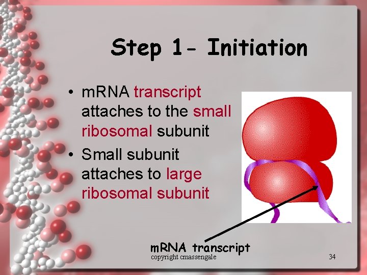 Step 1 - Initiation • m. RNA transcript attaches to the small ribosomal subunit
