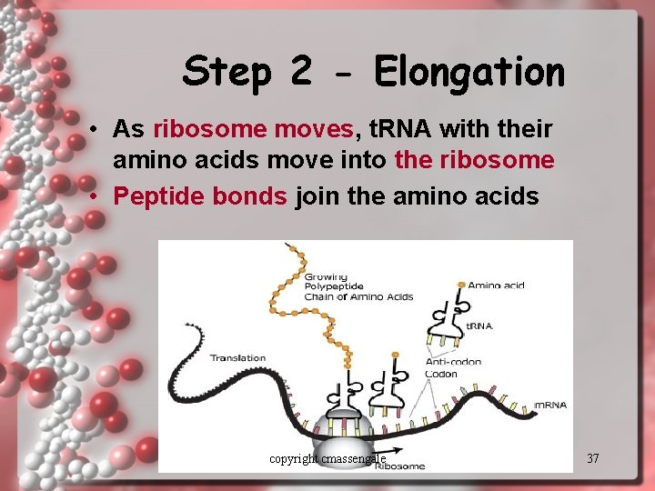 Step 2 - Elongation • As ribosome moves, t. RNA with their amino acids