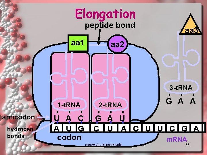 Elongation peptide bond aa 1 aa 3 aa 2 3 -t. RNA 1 -t.