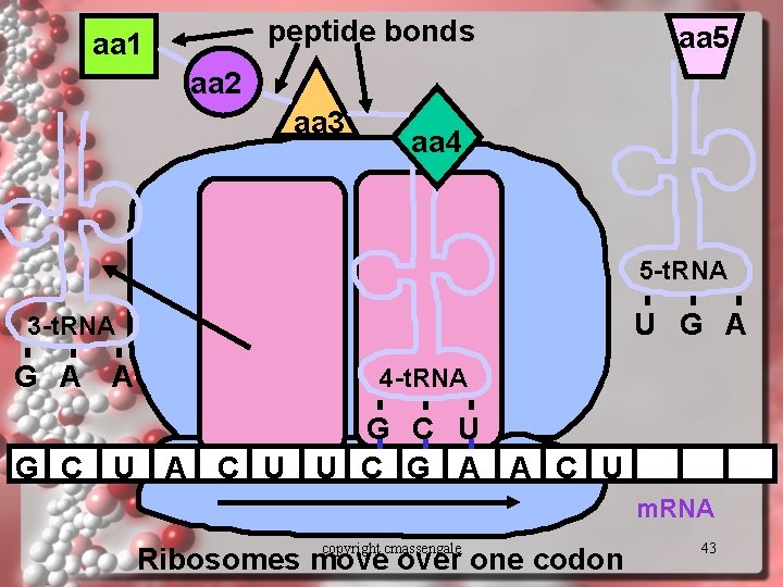 peptide bonds aa 1 aa 5 aa 2 aa 3 aa 4 5 -t.