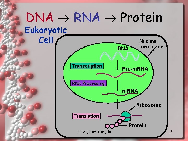 DNA RNA Protein Eukaryotic Cell Nuclear membrane DNA Transcription Pre-m. RNA Processing m. RNA