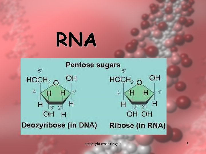 RNA copyright cmassengale 8 