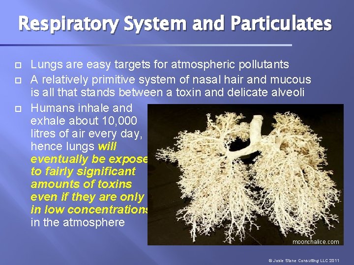 Respiratory System and Particulates Lungs are easy targets for atmospheric pollutants A relatively primitive