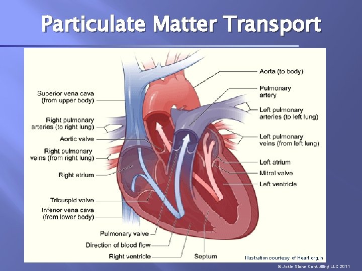 Particulate Matter Transport Illustration courtesy of Heart. org. in © Josie Stone Consulting LLC