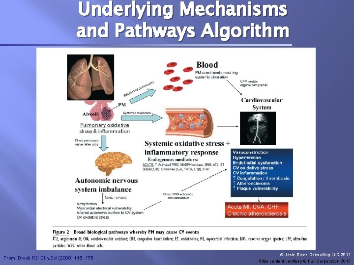 Underlying Mechanisms and Pathways Algorithm From: Brook RD Clin. Sci (2008) 115: 175 ©