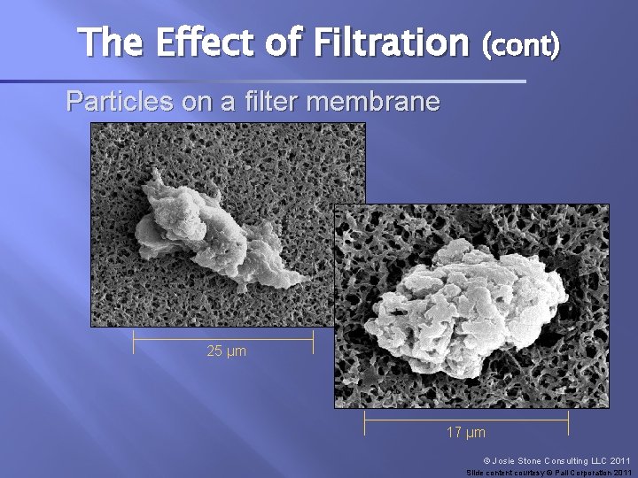 The Effect of Filtration (cont) Particles on a filter membrane 25 µm 17 µm