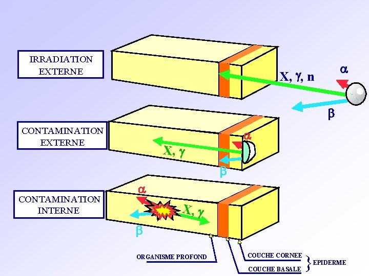 IRRADIATION EXTERNE a X, g, n b CONTAMINATION EXTERNE a X, g b CONTAMINATION