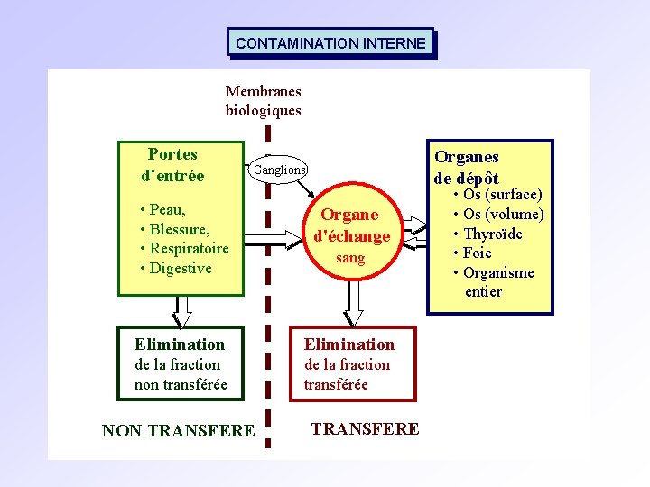 CONTAMINATION INTERNE Membranes biologiques Portes d'entrée Organes de dépôt Ganglions • Peau, • Blessure,