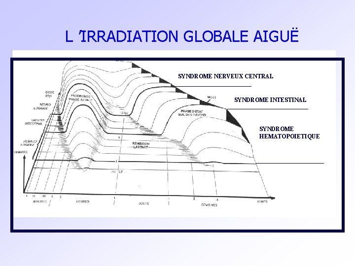 L ’IRRADIATION GLOBALE AIGUË SYNDROME NERVEUX CENTRAL SYNDROME INTESTINAL SYNDROME HEMATOPOIETIQUE 