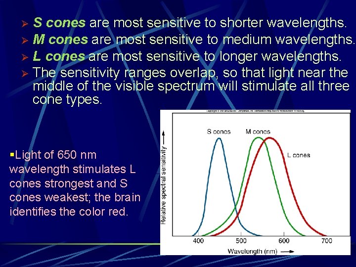 S cones are most sensitive to shorter wavelengths. Ø M cones are most sensitive S cones are most sensitive to shorter wavelengths. Ø M cones are most sensitive