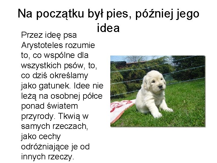 Na początku był pies, później jego idea Przez ideę psa Arystoteles rozumie to, co
