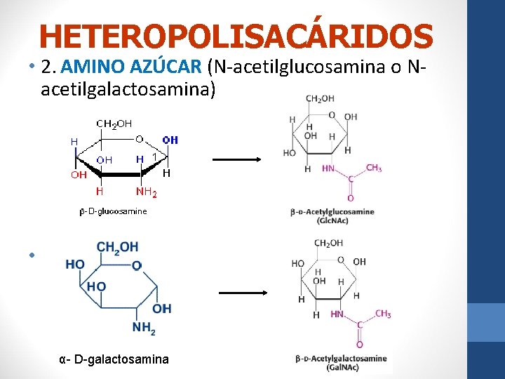 HETEROPOLISACÁRIDOS • 2. AMINO AZÚCAR (N-acetilglucosamina o N- acetilgalactosamina) • α- D-galactosamina 