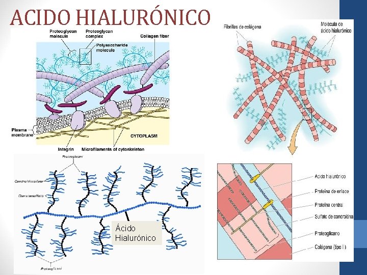ACIDO HIALURÓNICO Ácido Hialurónico 