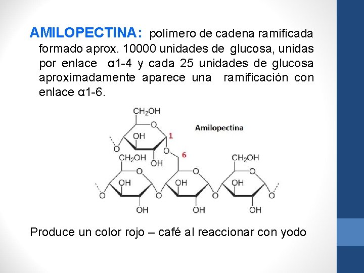 AMILOPECTINA: polímero de cadena ramificada formado aprox. 10000 unidades de glucosa, unidas por enlace