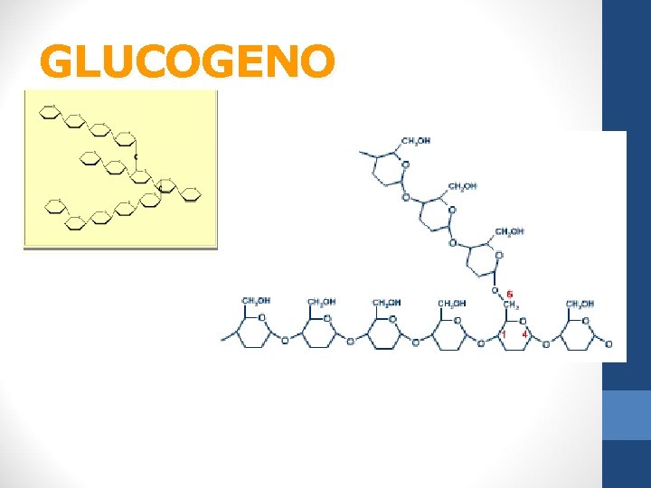 GLUCOGENO 