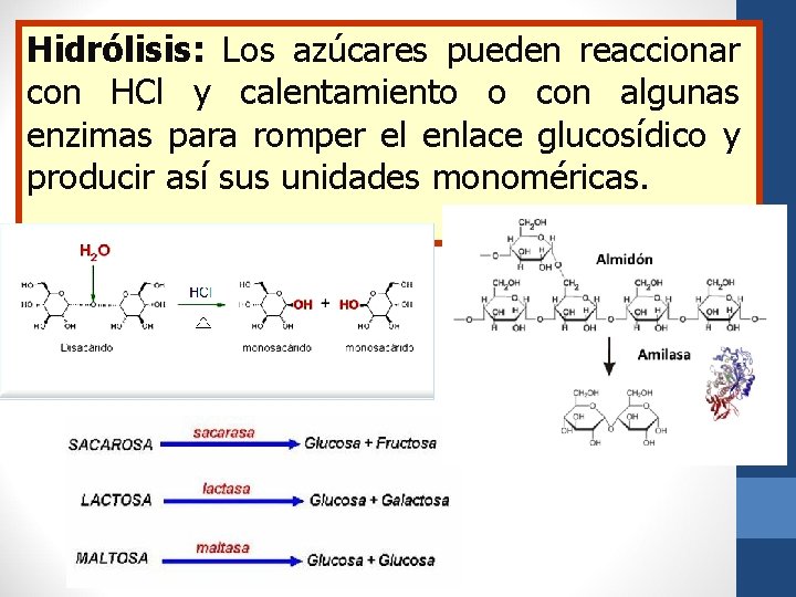 Hidrólisis: Los azúcares pueden reaccionar con HCl y calentamiento o con algunas enzimas para