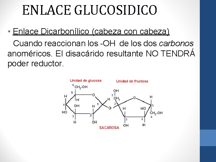ENLACE GLUCOSIDICO • Enlace Dicarbonílico (cabeza con cabeza) Cuando reaccionan los -OH de los