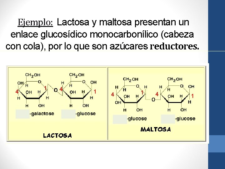 Ejemplo: Lactosa y maltosa presentan un enlace glucosídico monocarbonílico (cabeza con cola), por lo