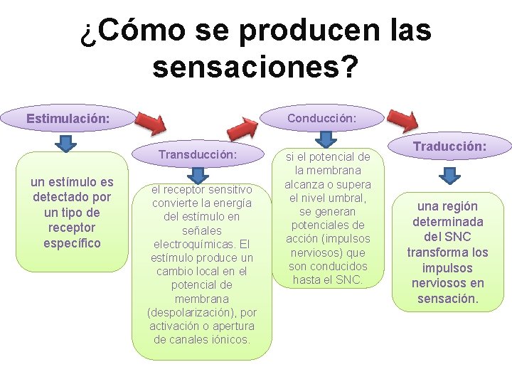 ¿Cómo se producen las sensaciones? Estimulación: Conducción: Transducción: un estímulo es detectado por un ¿Cómo se producen las sensaciones? Estimulación: Conducción: Transducción: un estímulo es detectado por un