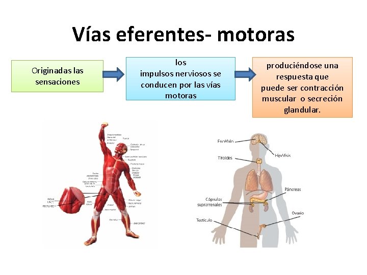 Vías eferentes- motoras Originadas las sensaciones los impulsos nerviosos se conducen por las vías Vías eferentes- motoras Originadas las sensaciones los impulsos nerviosos se conducen por las vías