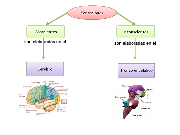 Sensaciones Conscientes Inconscientes son elaboradas en el Cerebro Tronco encefálico Sensaciones Conscientes Inconscientes son elaboradas en el Cerebro Tronco encefálico