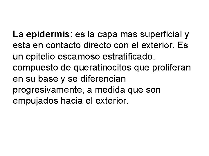 La epidermis: es la capa mas superficial y esta en contacto directo con el La epidermis: es la capa mas superficial y esta en contacto directo con el