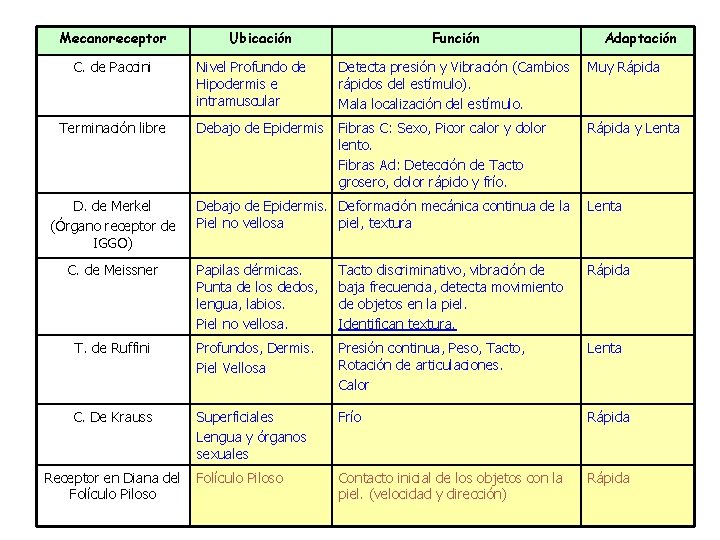 Mecanoreceptor C. de Paccini Terminación libre D. de Merkel (Órgano receptor de IGGO) Ubicación Mecanoreceptor C. de Paccini Terminación libre D. de Merkel (Órgano receptor de IGGO) Ubicación